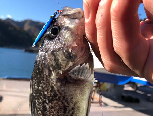 クロソイの釣果