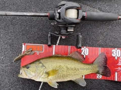 ラージマウスバスの釣果