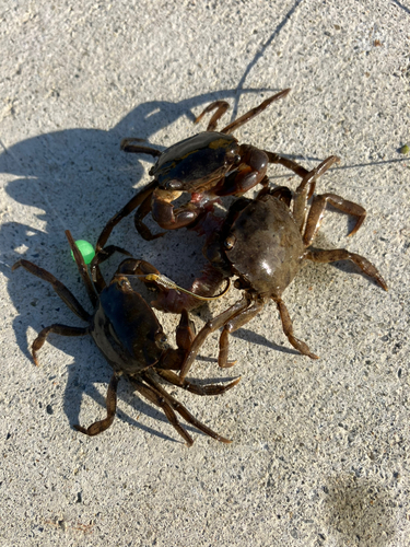 カニの釣果