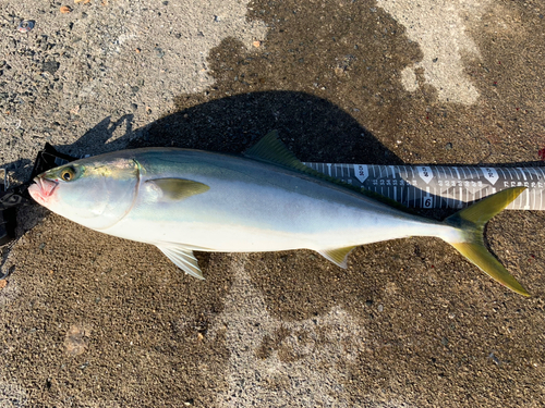 メジロの釣果