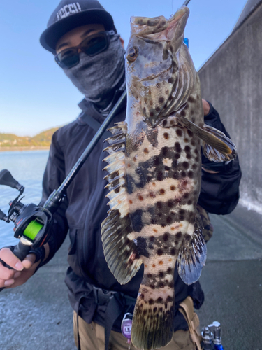 チャイロマルハタの釣果