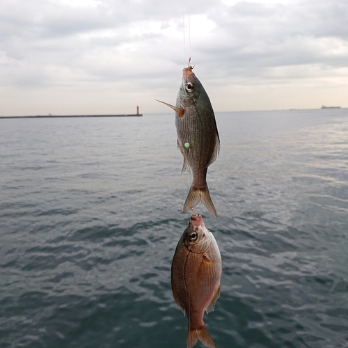 ウミタナゴの釣果