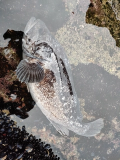 クロソイの釣果