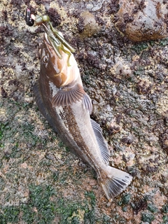 アイナメの釣果