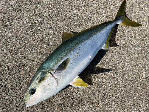 メジロの釣果