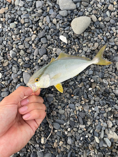 ショゴの釣果