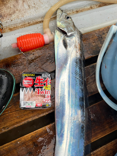 タチウオの釣果