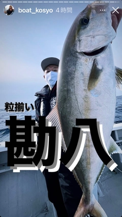 カンパチの釣果