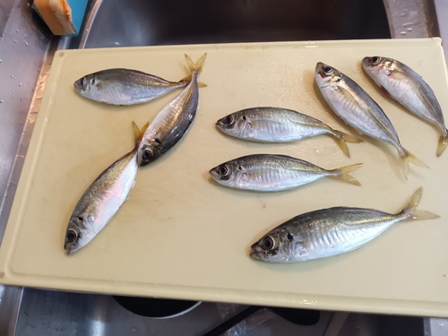 アジの釣果