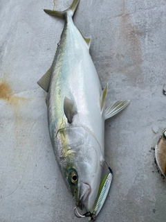 ワラサの釣果