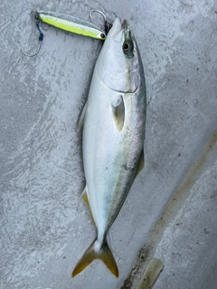 ハマチの釣果