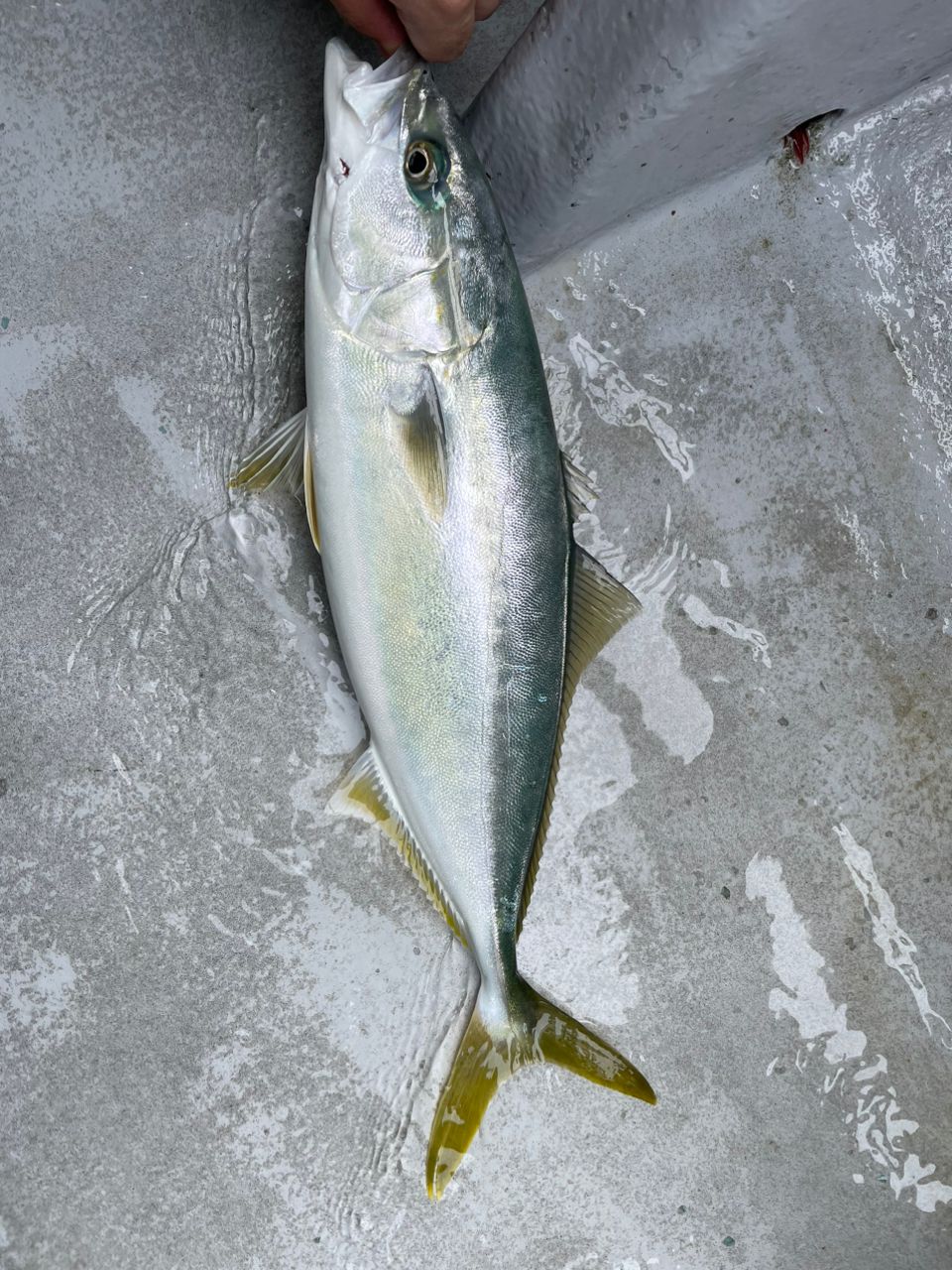 いそっぷさんの釣果 3枚目の画像