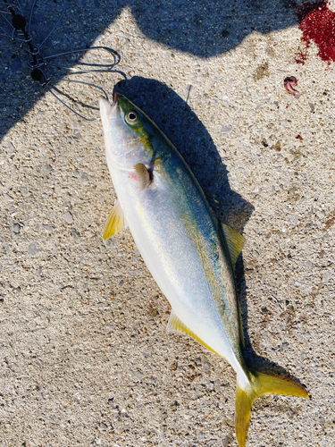 ヤズの釣果