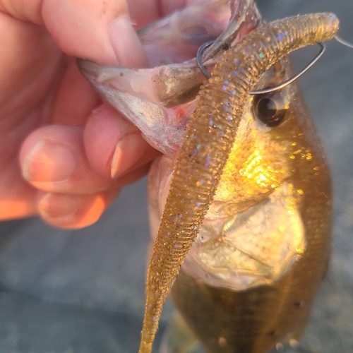 ブラックバスの釣果