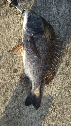 チヌの釣果