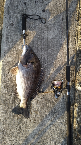 チヌの釣果