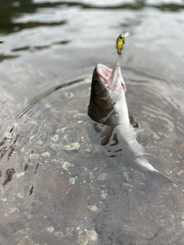 ニジマスの釣果