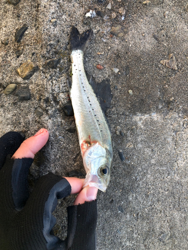 セイゴ（タイリクスズキ）の釣果