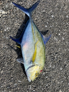 カスミアジの釣果