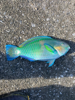 ブダイの釣果