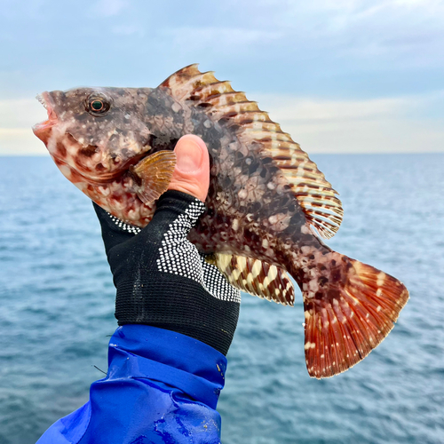 ブダイの釣果