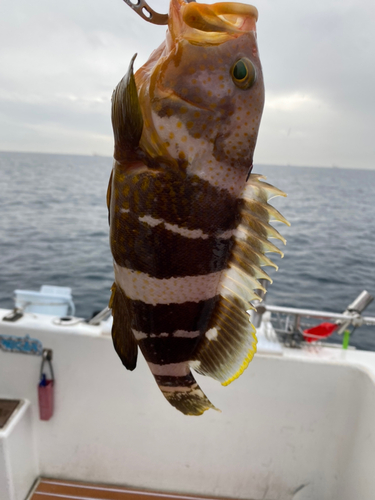 アオハタの釣果