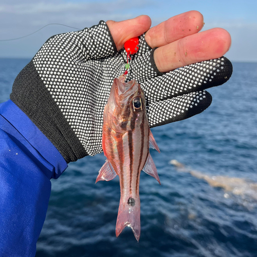 ネンブツダイの釣果