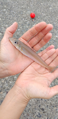 キスの釣果