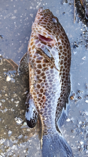 オオモンハタの釣果