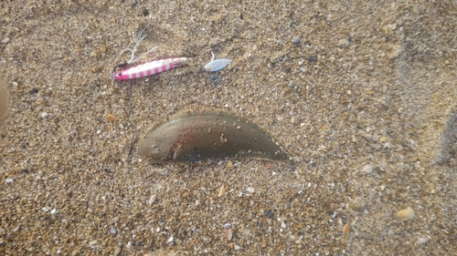 シタビラメの釣果