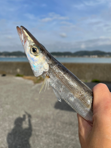 カマスの釣果