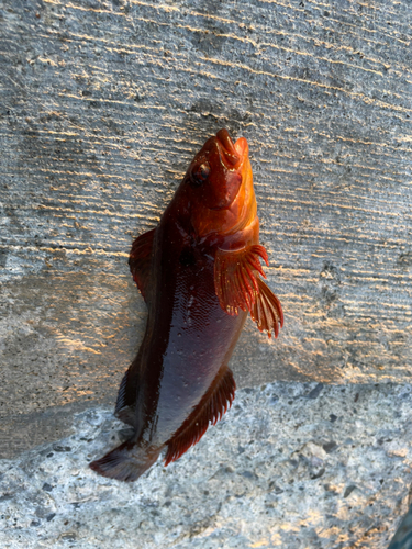 ウサギアイナメの釣果