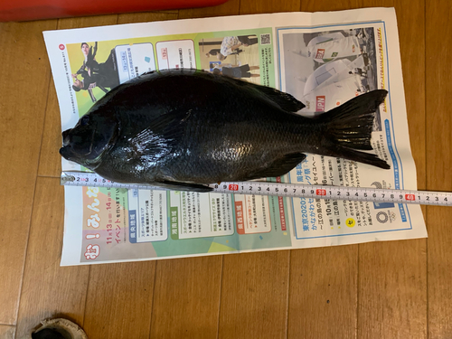 メジナの釣果