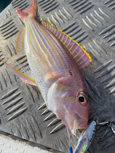 イトヨリダイの釣果