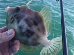 カワハギの釣果