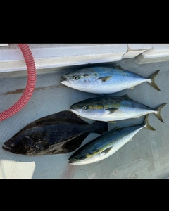 ワラサの釣果