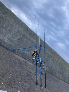 クサフグの釣果