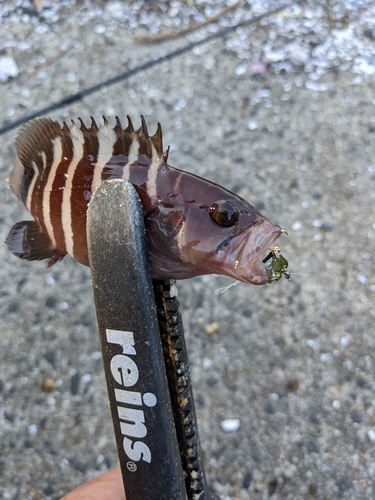 アオハタの釣果