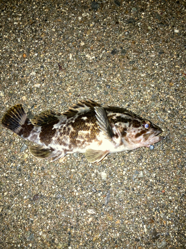 タケノコメバルの釣果