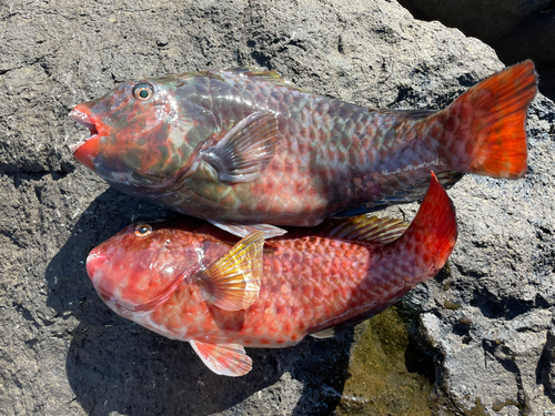 ブダイの釣果