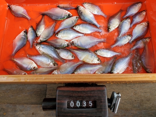 タイリクバラタナゴの釣果