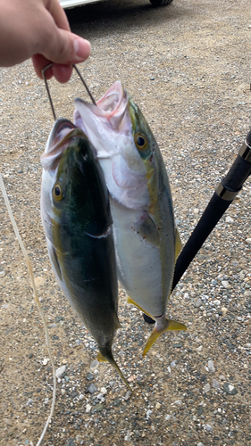 ニベの釣果