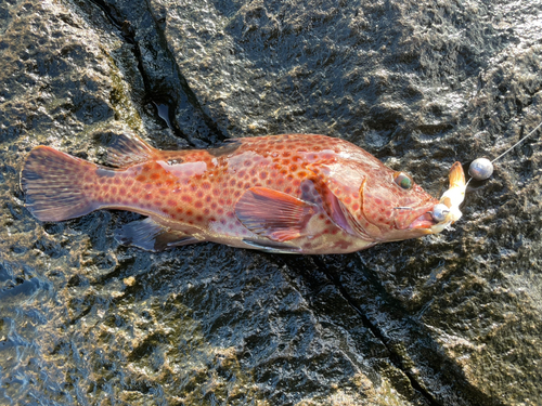 ノミノクチの釣果