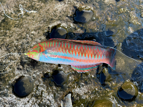 ニシキベラの釣果