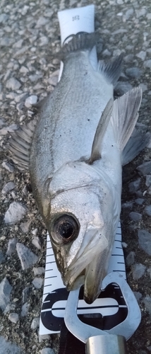 セイゴ（ヒラスズキ）の釣果