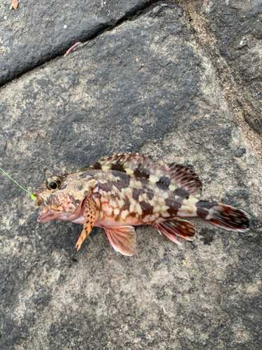 カサゴの釣果