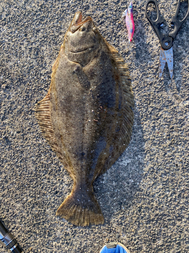 ヒラメの釣果