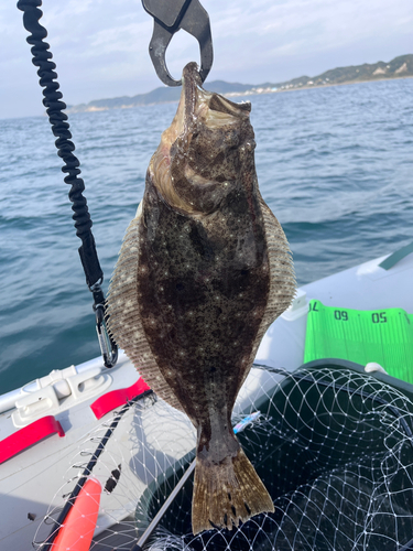 ヒラメの釣果