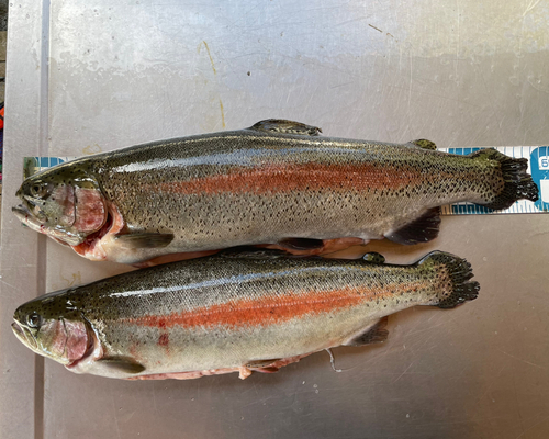 トラウトの釣果