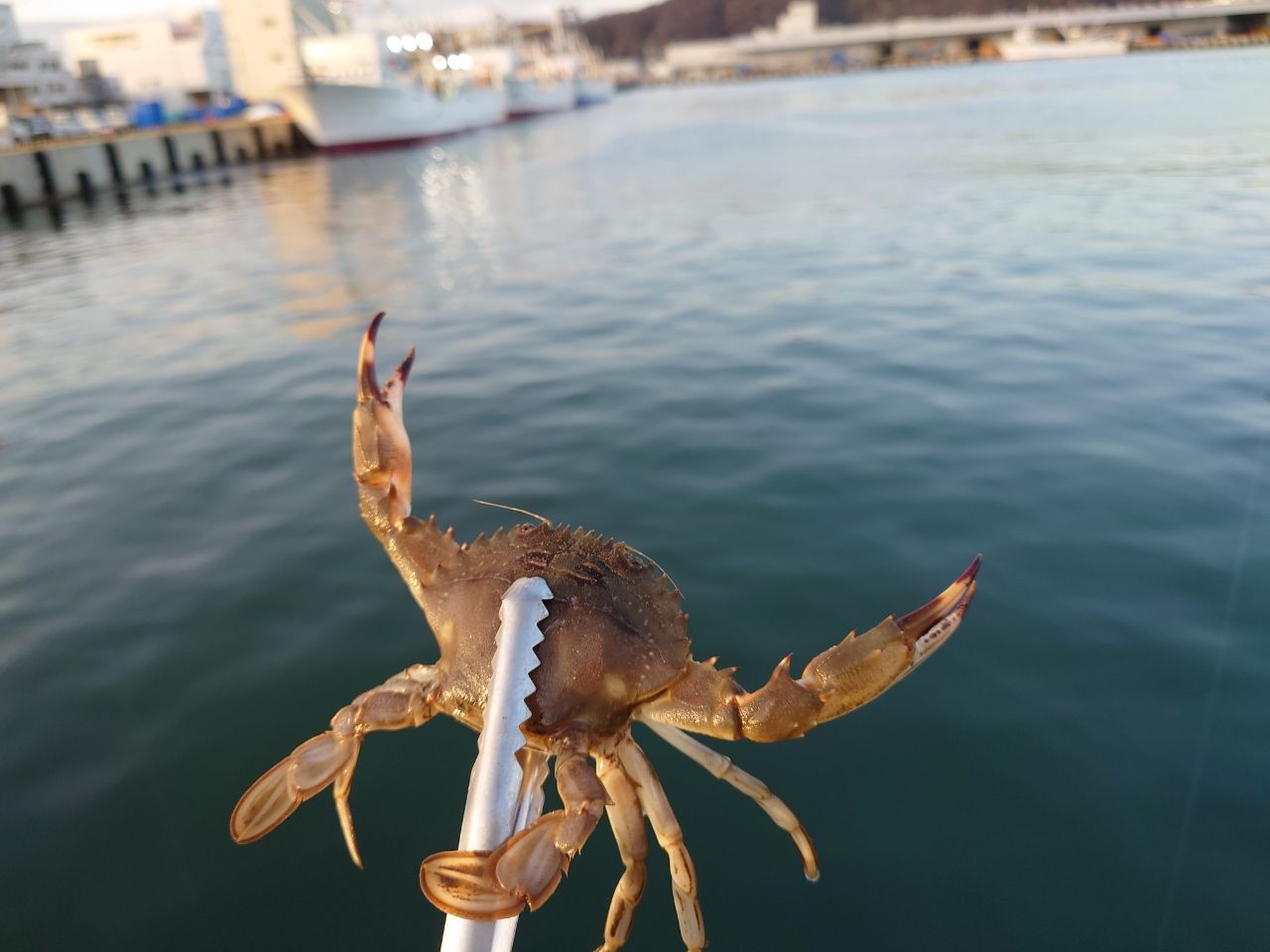 ワタリガニ